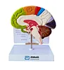 Brain model with artery
